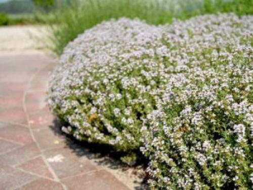 Обрезка тимьяна осенью. Выращивание в открытом грунте