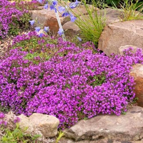 Тимьян ползучий выращивание из семян. Ползучий