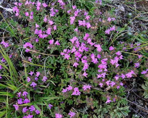 Как выглядят семена чабреца. Чабрец трава. Фото растения, как выглядит тимьян, разновидности