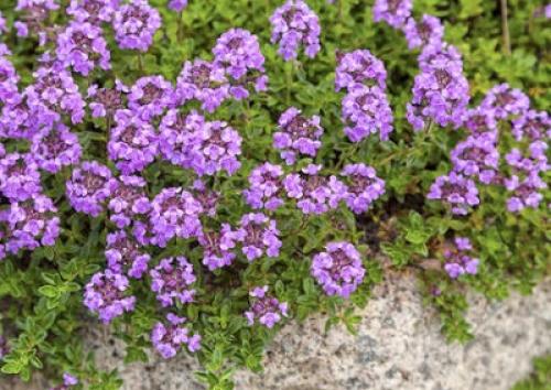 Тимьян в ландшафтном дизайне. Тимьян - садовая Золушка...