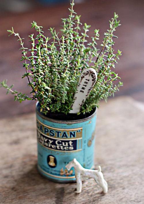 Полезные советы по выращиванию тимьяна из семян. Как вырастить тимьян из семян в горшке 03 Полезные советы по выращиванию тимьяна из семян. Как вырастить тимьян из семян в горшке 03