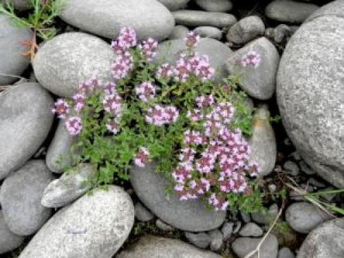 Чабрец: выращивание дома. Можно ли вырастить тимьян в горшке