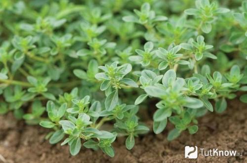 Уход за чабрецом весной. Методы посадки чабреца в грунт 03 Уход за чабрецом весной. Методы посадки чабреца в грунт 03