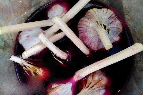 Хитрая посадка чеснока. 5 хитростей посадки озимого чеснока в сентябре