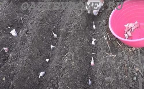 Что добавить в землю при посадке чеснока. Что внести в почву перед и при посадке чеснока осенью: варианты удобрений