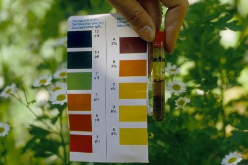 Какую почву любит чеснок кислую или щелочную. Кислотность