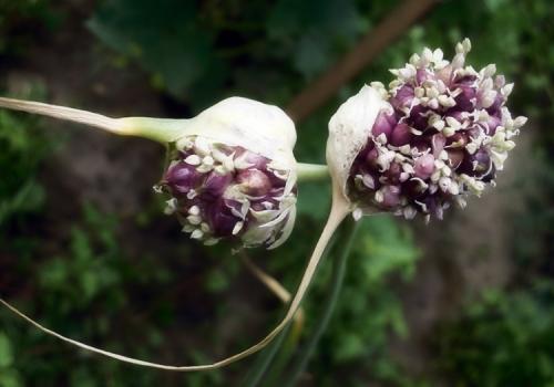 Способ посадки чеснока. Способы посадки чеснока