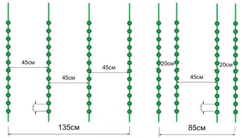 Как выбрать чеснок к посадке. Как выбрать озимый чеснок для посадки 11 Как выбрать чеснок к посадке. Как выбрать озимый чеснок для посадки 11