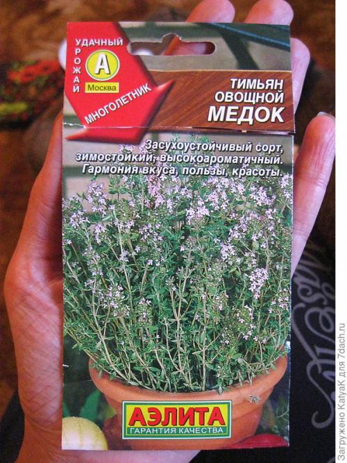Тимьян медовый аромат выращивание. Тимьян овощной Медок, он же чабрец - ароматная пряность!