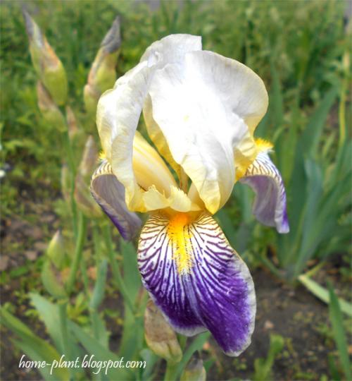 Какие цвета ирисы можно использовать для выгонки. Ирисы в квартире: как выращивать ирис в горшке