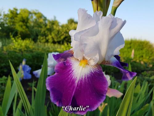 Ирисы: как правильно посадить их в открытый грунт 03