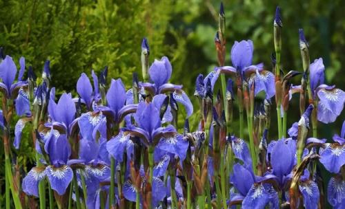 Ирисы луковичные и корневищные. Несколько слов об ирисах