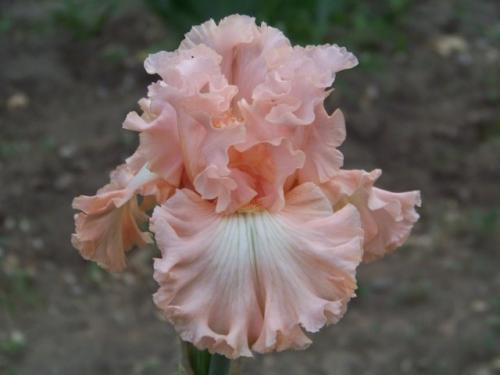 Что такое луковичные и корневищные ирисы. Цветение ирисов