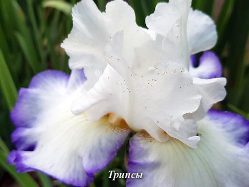 Просто и эффективно: проверенные способы посадки ирисов 03