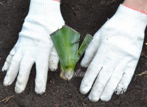 Как правильно ухаживать за луковичными и корневищными ирисами. Посадка и размножение