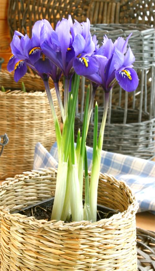 Какие цвета ирисы можно использовать для выгонки. Ирисы в квартире: как выращивать ирис в горшке