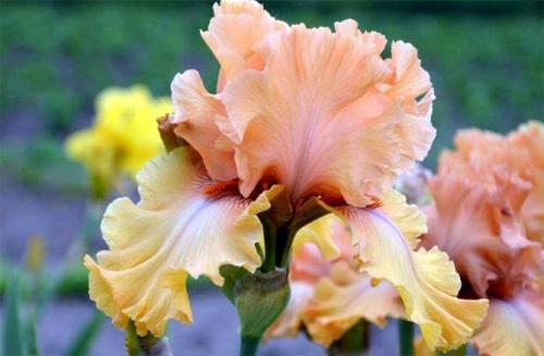 Ирисы луковичные и корневищные. Несколько слов об ирисах