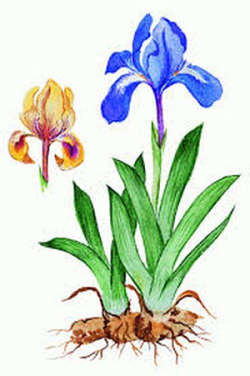 Ирисы луковичные и корневищные. Несколько слов об ирисах
