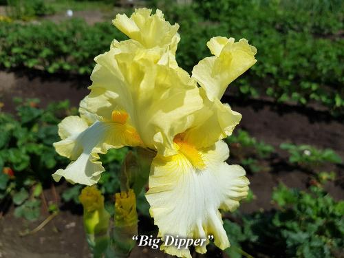 Ирисы: как правильно посадить их в открытый грунт 02