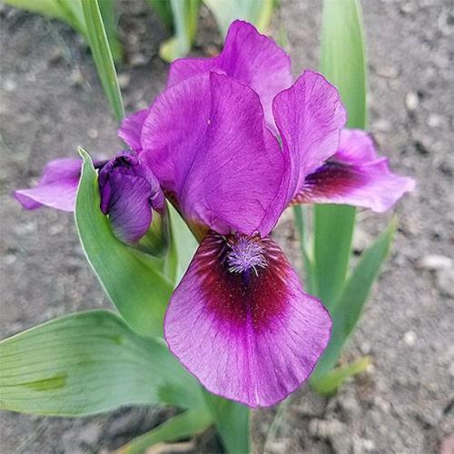 Какие сорта луковичных и корневищных ирисов существуют. Разновидности сортовых ирисов с фото и описанием