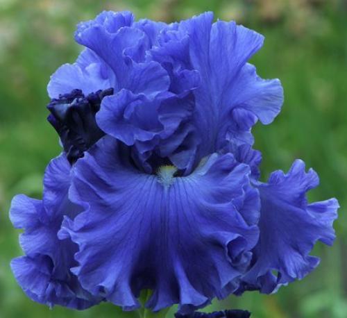 Как сделать выгонку ирисов в домашних условиях. Ирисы В Теплице: Подробная Инструкция По Выращиванию