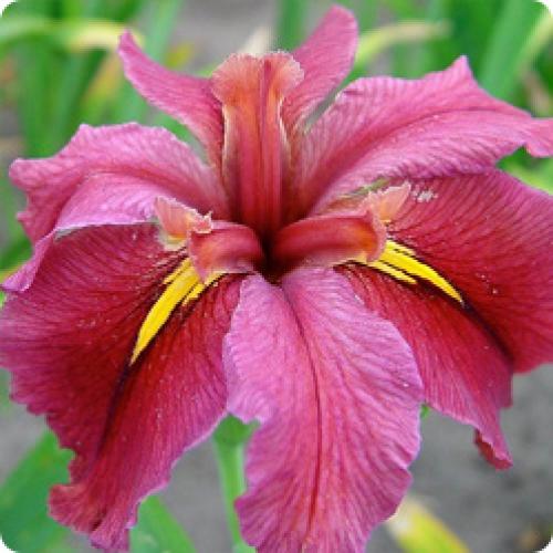 Какие особенности ухода за луковичными и корневищными ирисами в зависимости от климата. ОСОБЕННОСТИ РАЗЛИЧНЫХ ВИДОВ ИРИСА