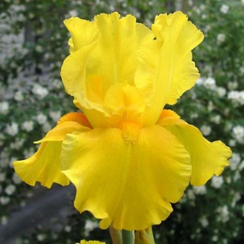 Как сделать выгонку ирисов в домашних условиях. Ирисы В Теплице: Подробная Инструкция По Выращиванию