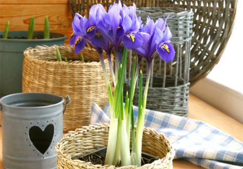 Какие цвета ирисы можно использовать для выгонки. Ирисы в квартире: как выращивать ирис в горшке