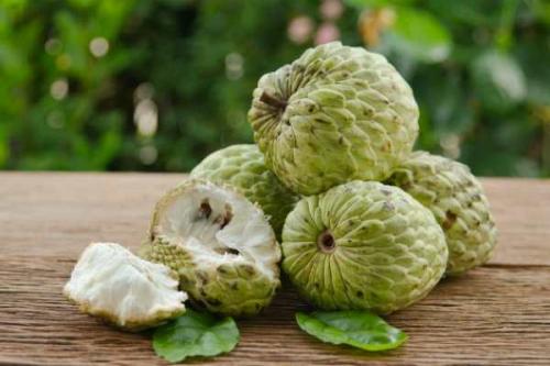 Черимойя, как есть. Где растет и как выглядит