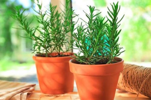 Как вырастить розмарин дома. Особенности и условия для разведения розмарина на подоконнике