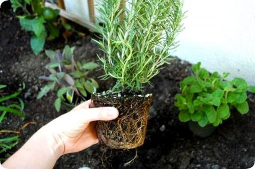 Как вырастить розмарин дома. Особенности и условия для разведения розмарина на подоконнике