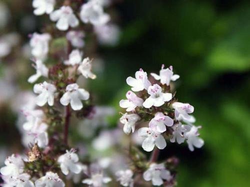 Чабрец выращивание в открытом грунте. Выращивание тимьяна в открытом грунте