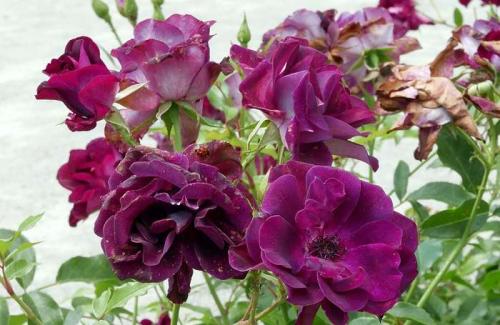 РЕДКИЕ и ЭКСТРАВАГАНТНЫЕ сорта роз. Топ 10 Редких сортов роз 17