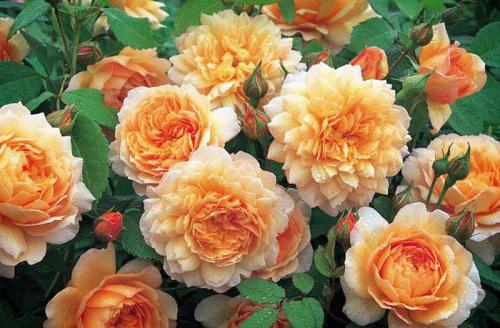 РЕДКИЕ и ЭКСТРАВАГАНТНЫЕ сорта роз. Топ 10 Редких сортов роз