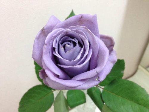 РЕДКИЕ и ЭКСТРАВАГАНТНЫЕ сорта роз. Топ 10 Редких сортов роз