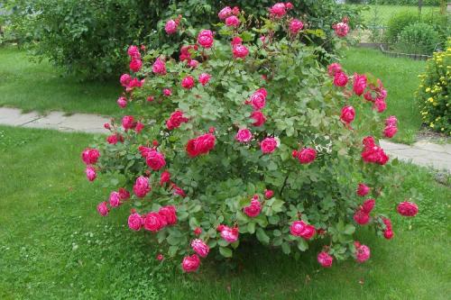 Элитные сорта роз. Все виды роз с указанием лучших сортов от А до Я