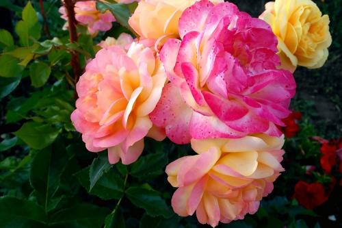 Элитные сорта роз. Все виды роз с указанием лучших сортов от А до Я