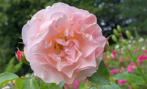 РЕДКИЕ и ЭКСТРАВАГАНТНЫЕ сорта роз. Топ 10 Редких сортов роз 14