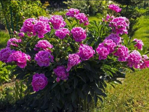 Когда обрезать пионы на зиму. Когда осенью обрезать пионы