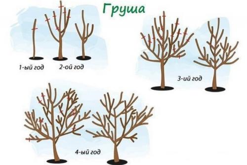 Обрезка груши 2 года весной. Как правильно обрезать грушу весной