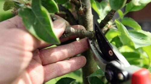 Можно ли обрезать у груши верхушку. Особенности обрезки колонновидной груши