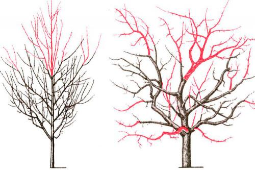 Обрезка груши 2 года весной. Как правильно обрезать грушу весной