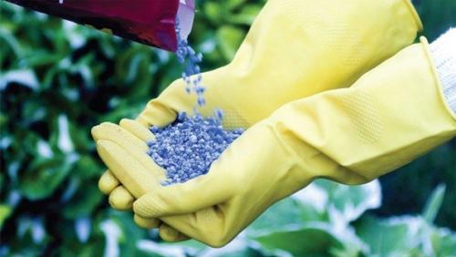 Подготовка лилейника осенью к зиме. Обрезка в осенний период