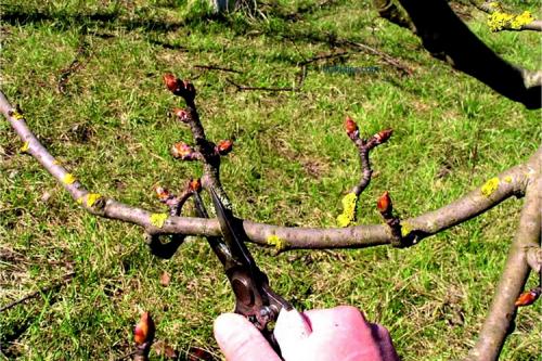 Обрезка груши 2 года весной. Как правильно обрезать грушу весной