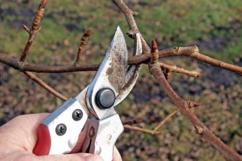 Обрезка груши 2 года весной. Как правильно обрезать грушу весной