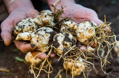 Подготовка лилий к зиме и уход за ними осенью. Уход за лилиями осенью 06 Подготовка лилий к зиме и уход за ними осенью. Уход за лилиями осенью 06