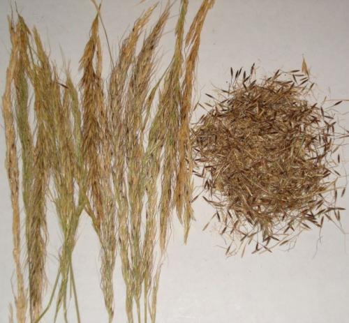 Лечебные трава ковыль. Как выглядит и где растет трава ковыль