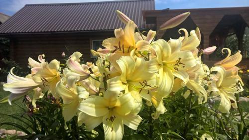 Уход за лилиями осенью для пышного цветения летом