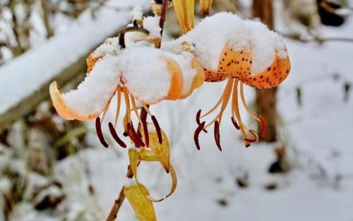 Подготовка лилий к зиме и уход за ними осенью. Уход за лилиями осенью 08 Подготовка лилий к зиме и уход за ними осенью. Уход за лилиями осенью 08