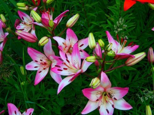 Уход за лилиями осенью для пышного цветения летом